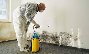 Reliable Princeton, MO Mold Remediation Solutions